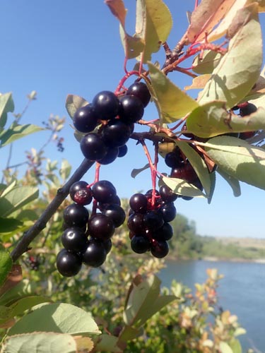  Chokecherries.