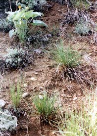 Desertification: bare ground with sparse plants.