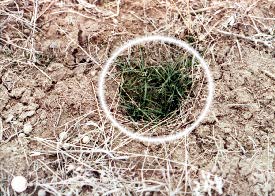 New plant growth in animal track.