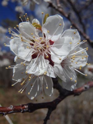 Apricot blossom.