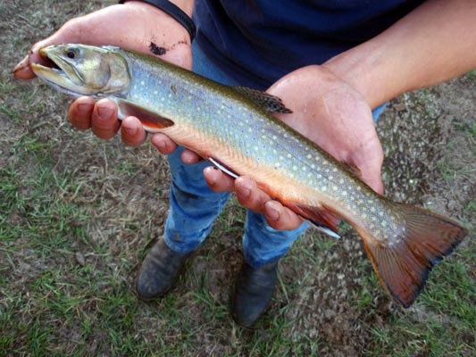 Brook trout in hands.