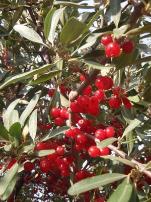 Buffaloberries.