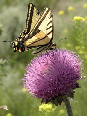 Butterfly.
