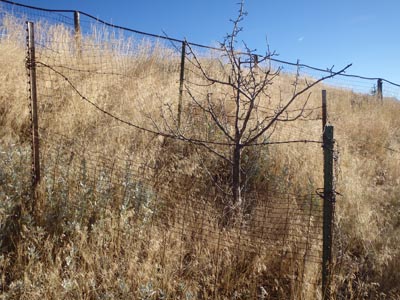 Dead fruit tree in protective cage.