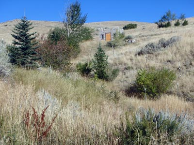 Trees planted in a natural gully.