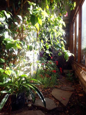 Inside greenhouse.