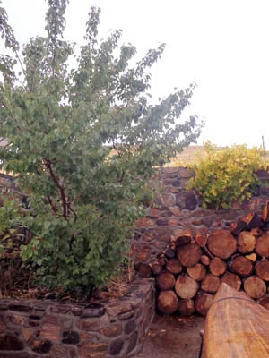 Apricot tree growing in patio garden bed near hanging grape vines.