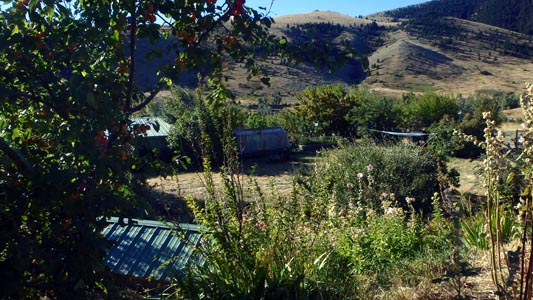 Permaculture yard.