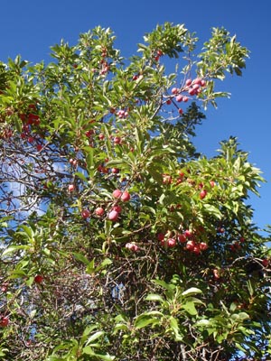 Plum tree.