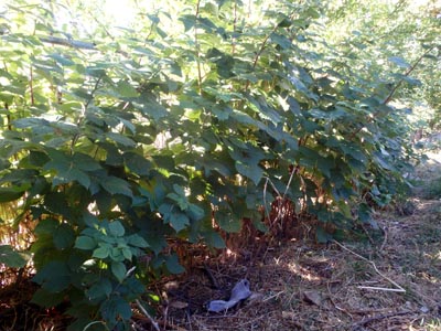 Raspberry bushes growing in the shade of caraganas.
