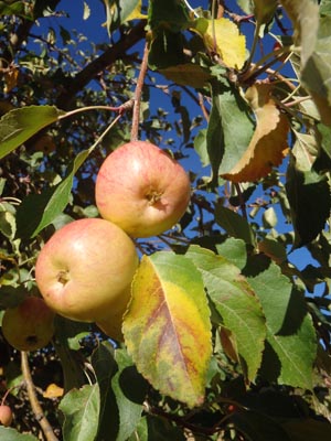 Sweet crab apple.