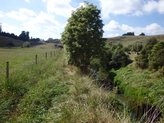 Walking path along stream in New Zealand.