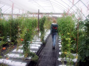Greenhouse with rows of tomato plants.