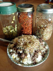 Jars with sprouts.