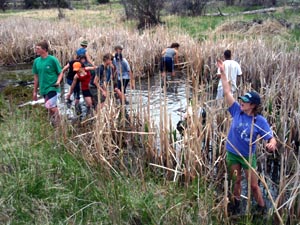 Kids gathering cattails.